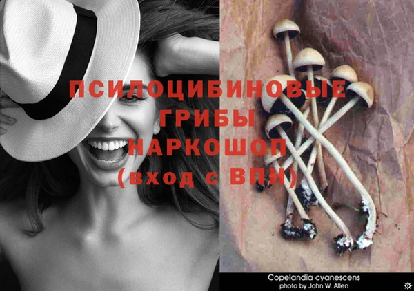 ГАЛЛЮЦИНОГЕННЫЕ ГРИБЫ Горно-Алтайск